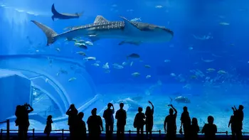 水族館の画像